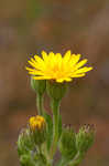 Soft goldenaster